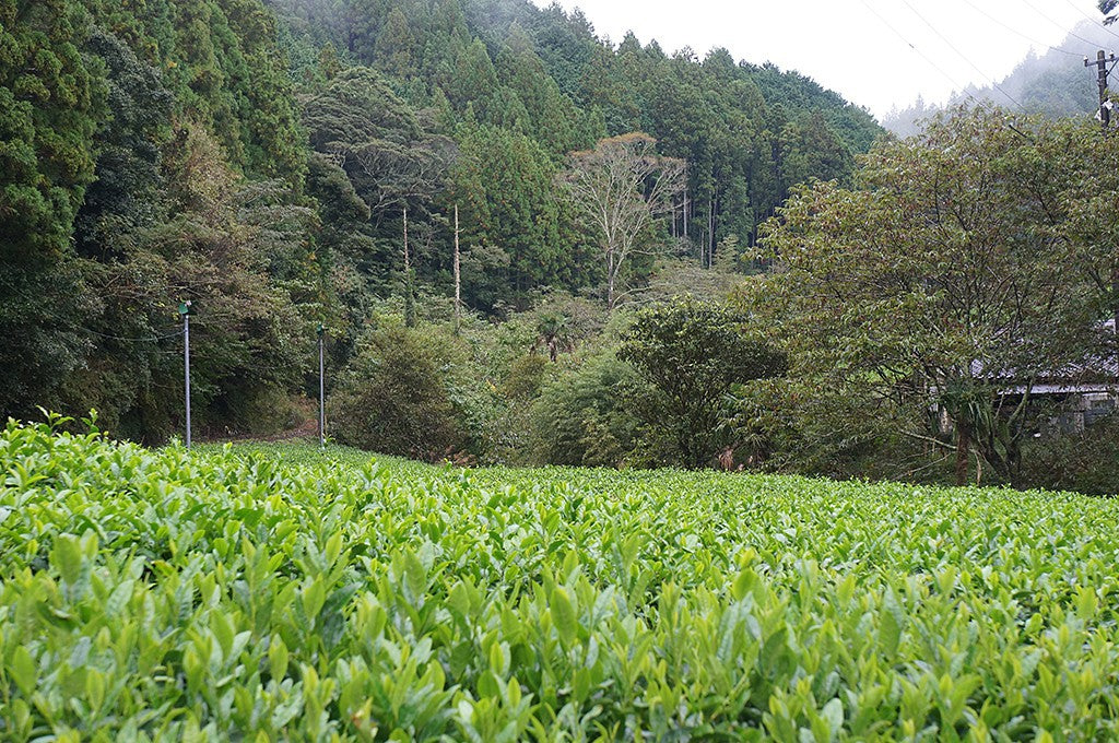 【有機煎茶 TSUMUGI Organic Green Tea】シュガーアーティスト KOYUKIさんとのスペシャルコラボ