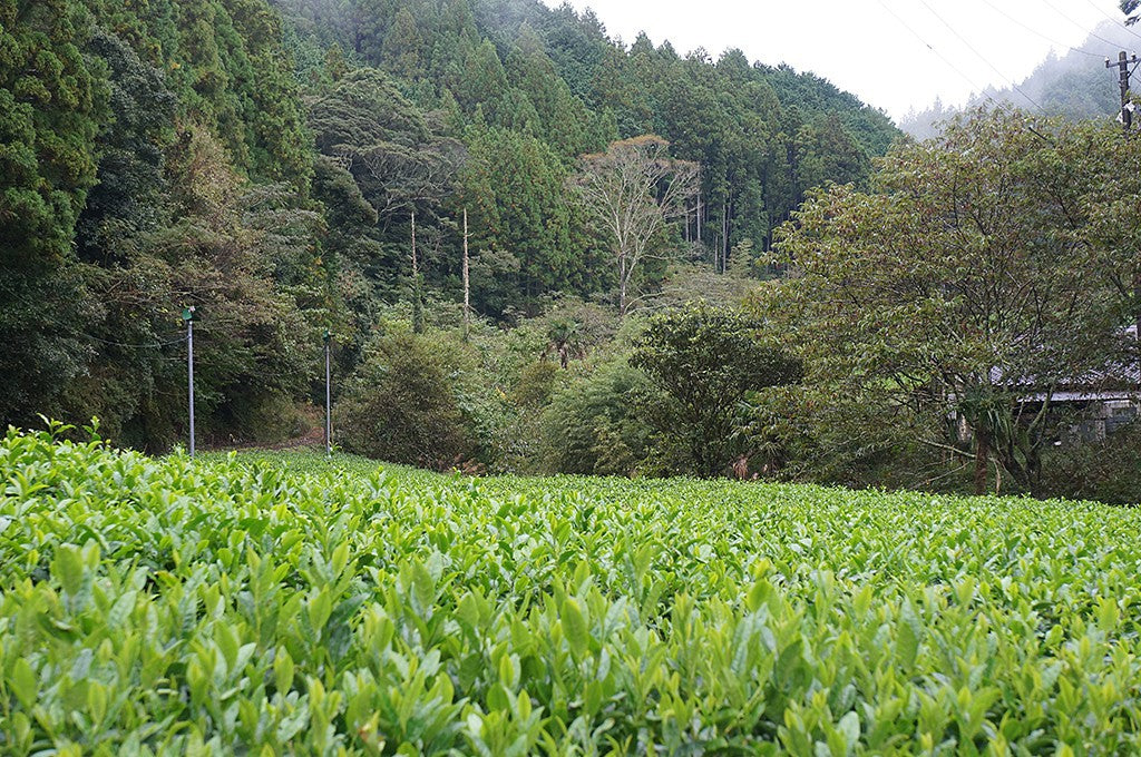 【有機煎茶　TSUMUGI　Organic Green Tea】シュガーアーティスト　KOYUKIさんとのスペシャルコラボ